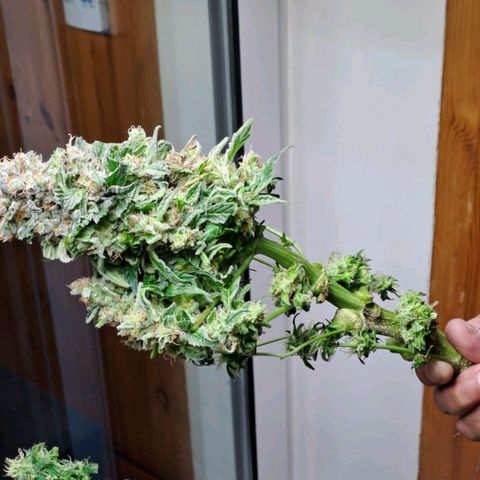 Jane growlog timeline photo