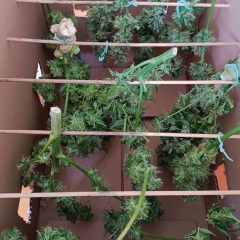Mary growlog timeline photo