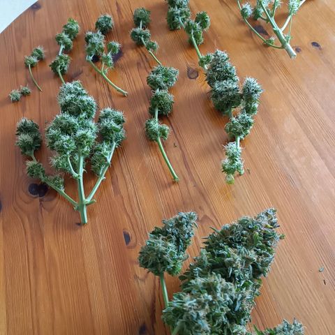 Mary growlog timeline photo
