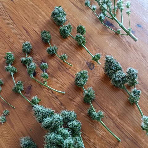 Mary growlog timeline photo