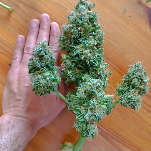 Mary growlog timeline photo