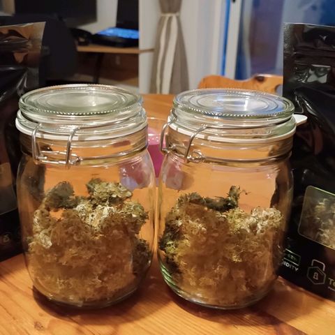 Jane growlog timeline photo