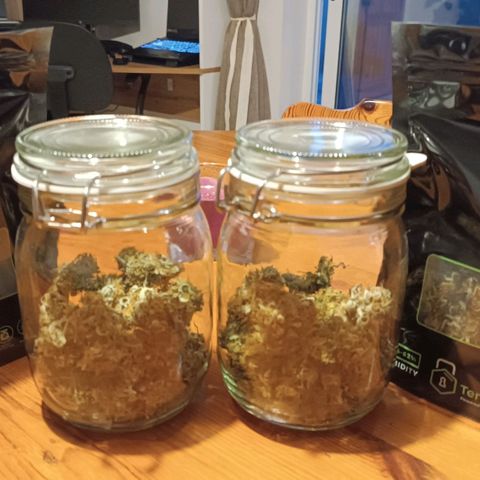 Mary growlog timeline photo