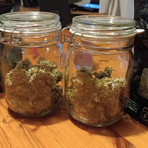 Berry growlog timeline photo