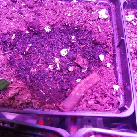 Mac 1  growlog timeline photo