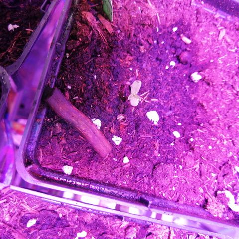 Mac 1  growlog timeline photo