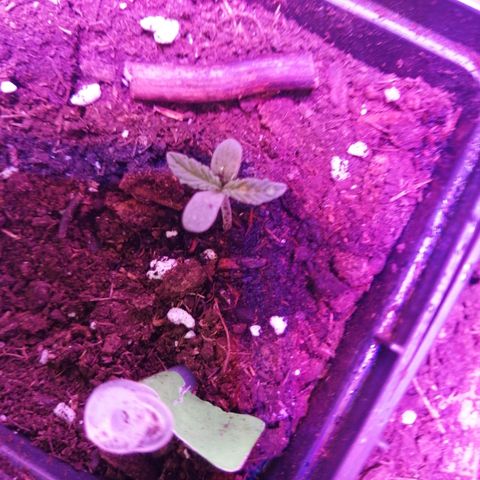 Mac 1  growlog timeline photo
