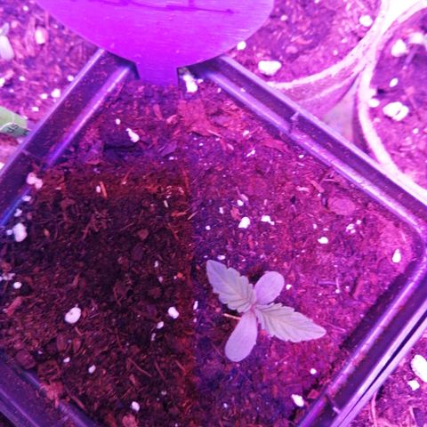 Mac 1  growlog timeline photo