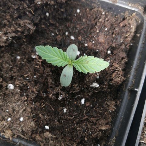 Mac 1  growlog timeline photo