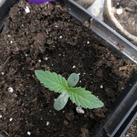 Mac 1  growlog timeline photo