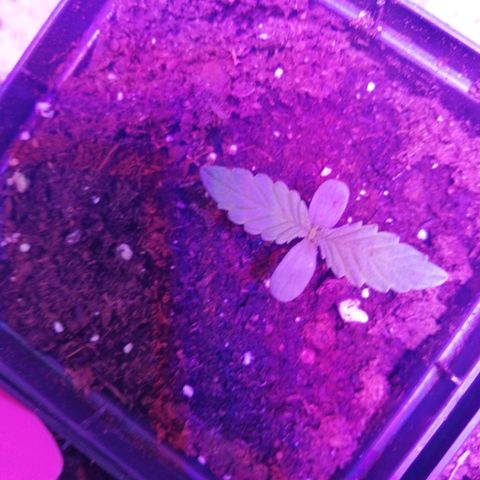 Mac 1  growlog timeline photo