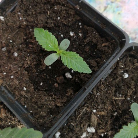 Mac 1  growlog timeline photo