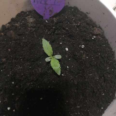 Mac 1  growlog photo: Cat ripped it out of there when I was repoting another plant but she seems to be ok I hope fuckkkkkkkkkkkkkkkkkkk!!!!!!!!!!!!!!