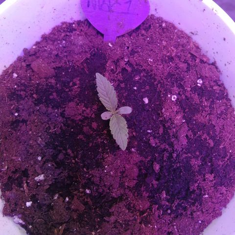 Mac 1  growlog timeline photo