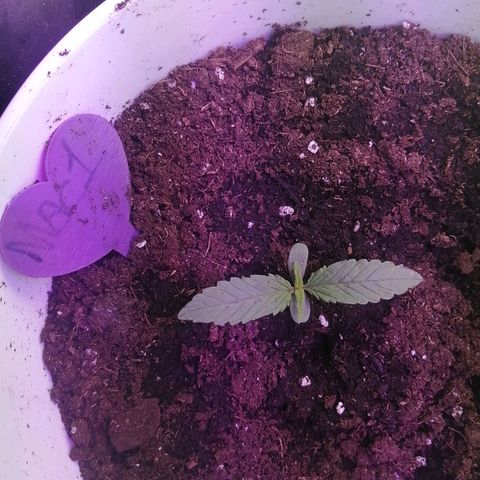 Mac 1  growlog timeline photo