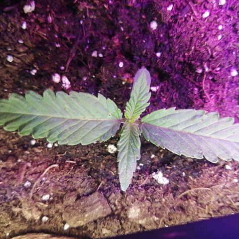 Mac 1  growlog timeline photo