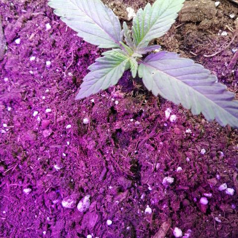 Mac 1  growlog timeline photo
