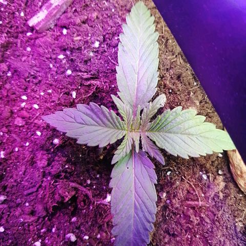 Mac 1  growlog timeline photo