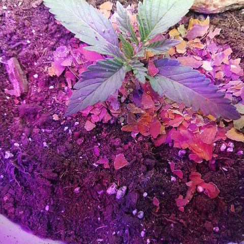 Mac 1  growlog timeline photo