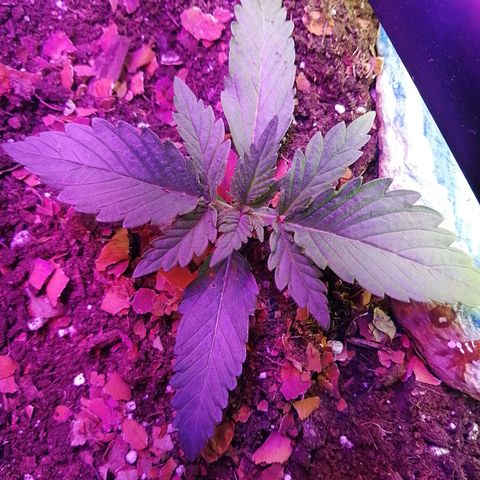 Mac 1  growlog timeline photo