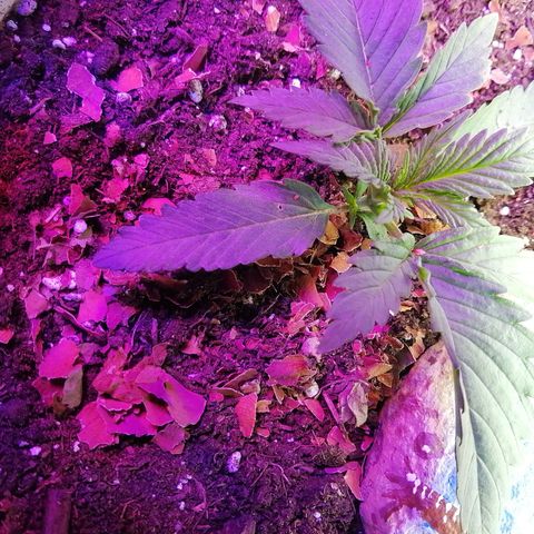 Mac 1  growlog timeline photo