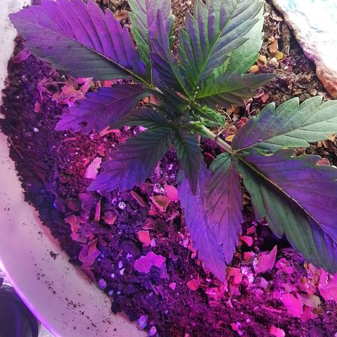 Mac 1  growlog timeline photo