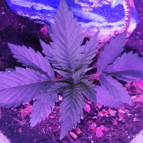 Mac 1  growlog timeline photo