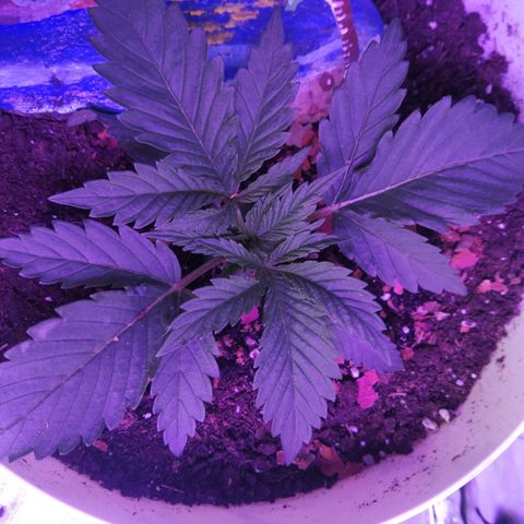 Mac 1  growlog timeline photo