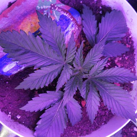 Mac 1  growlog timeline photo