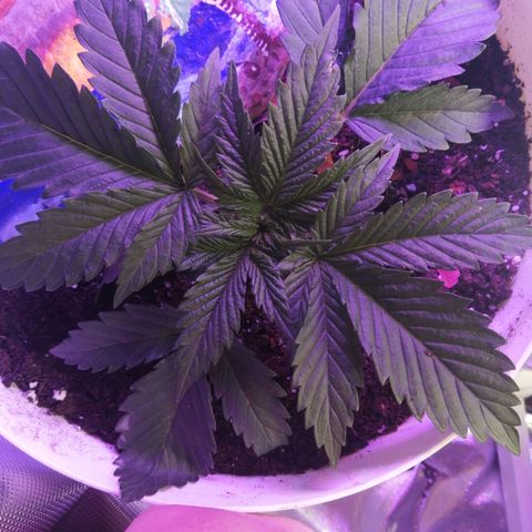Mac 1  growlog timeline photo