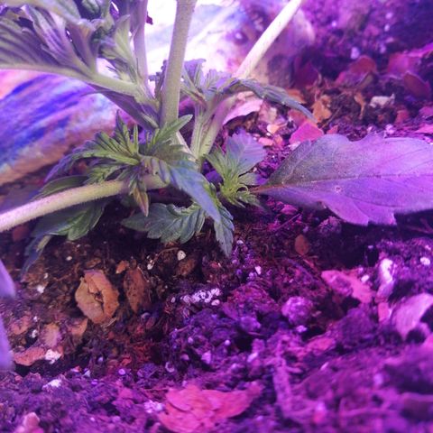 Mac 1  growlog timeline photo