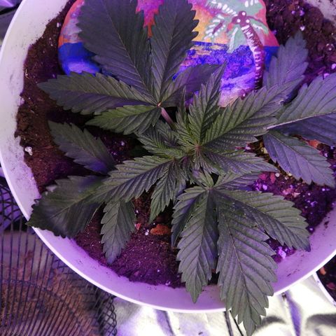 Mac 1  growlog timeline photo