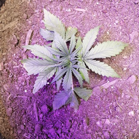 Mac 1  growlog timeline photo