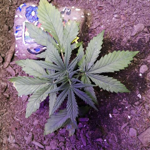 Mac 1  growlog timeline photo