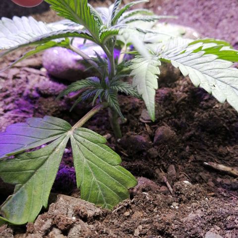 Mac 1  growlog timeline photo