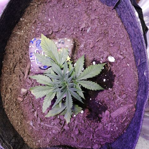 Mac 1  growlog timeline photo
