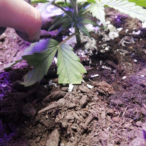 Mac 1  growlog timeline photo