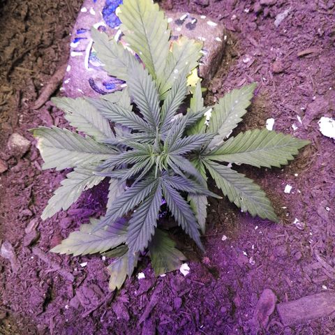 Mac 1  growlog timeline photo