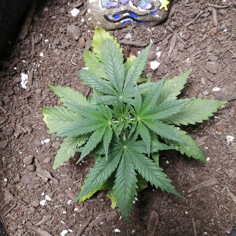 Mac 1  growlog timeline photo