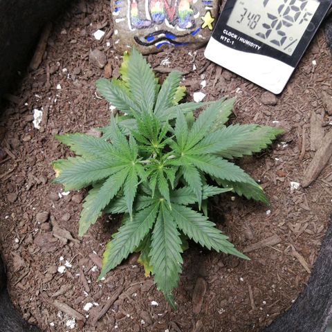 Mac 1  growlog timeline photo