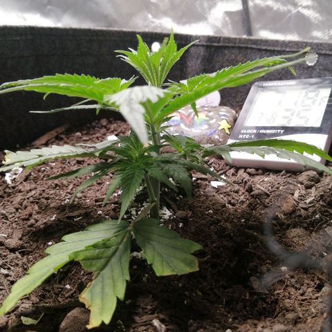 Mac 1  growlog timeline photo