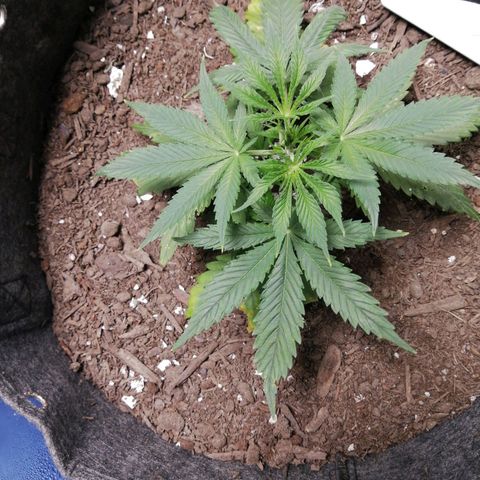 Mac 1  growlog timeline photo