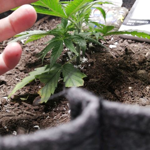 Mac 1  growlog timeline photo