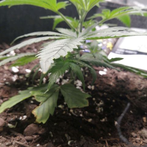 Mac 1  growlog timeline photo