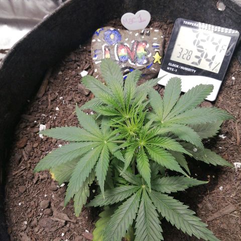 Mac 1  growlog timeline photo