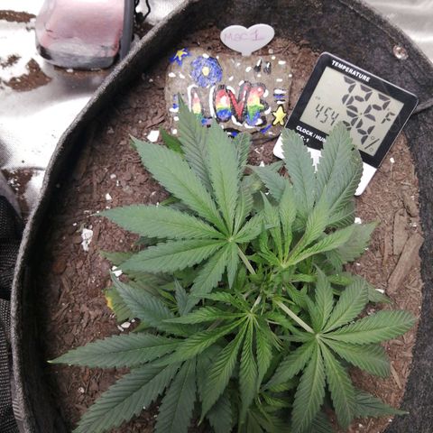 Mac 1  growlog timeline photo