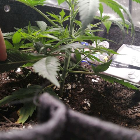 Mac 1  growlog timeline photo