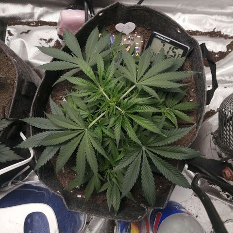 Mac 1  growlog timeline photo