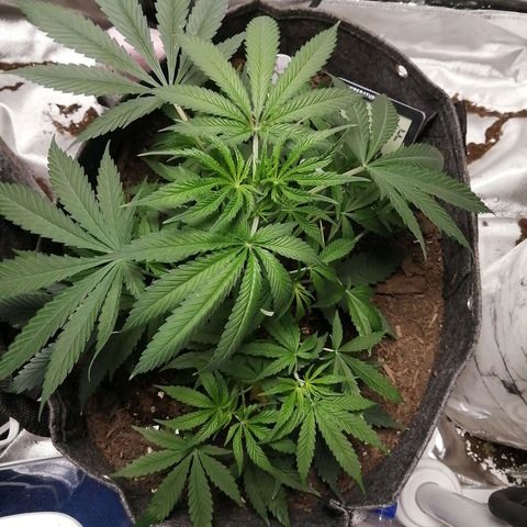Mac 1  growlog timeline photo