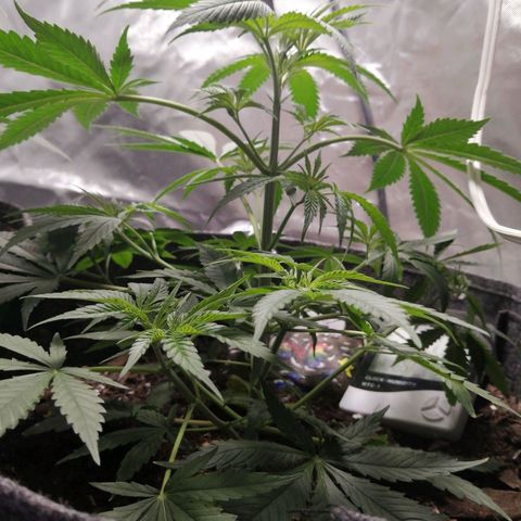 Mac 1  growlog timeline photo